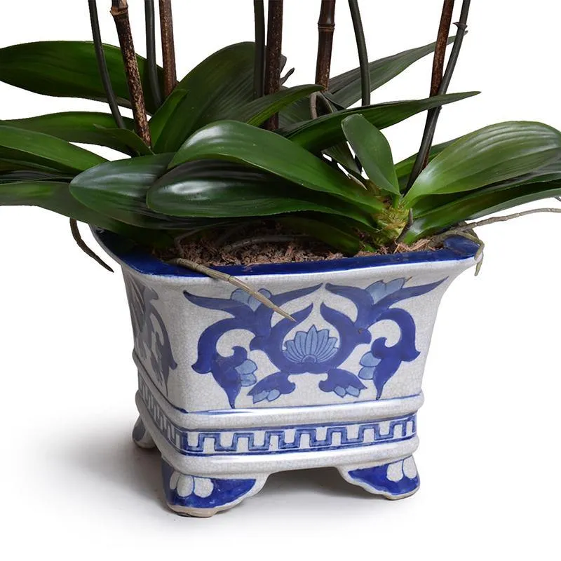 Phalaenopsis Orchid x5 in Blue & White Vase 32"H