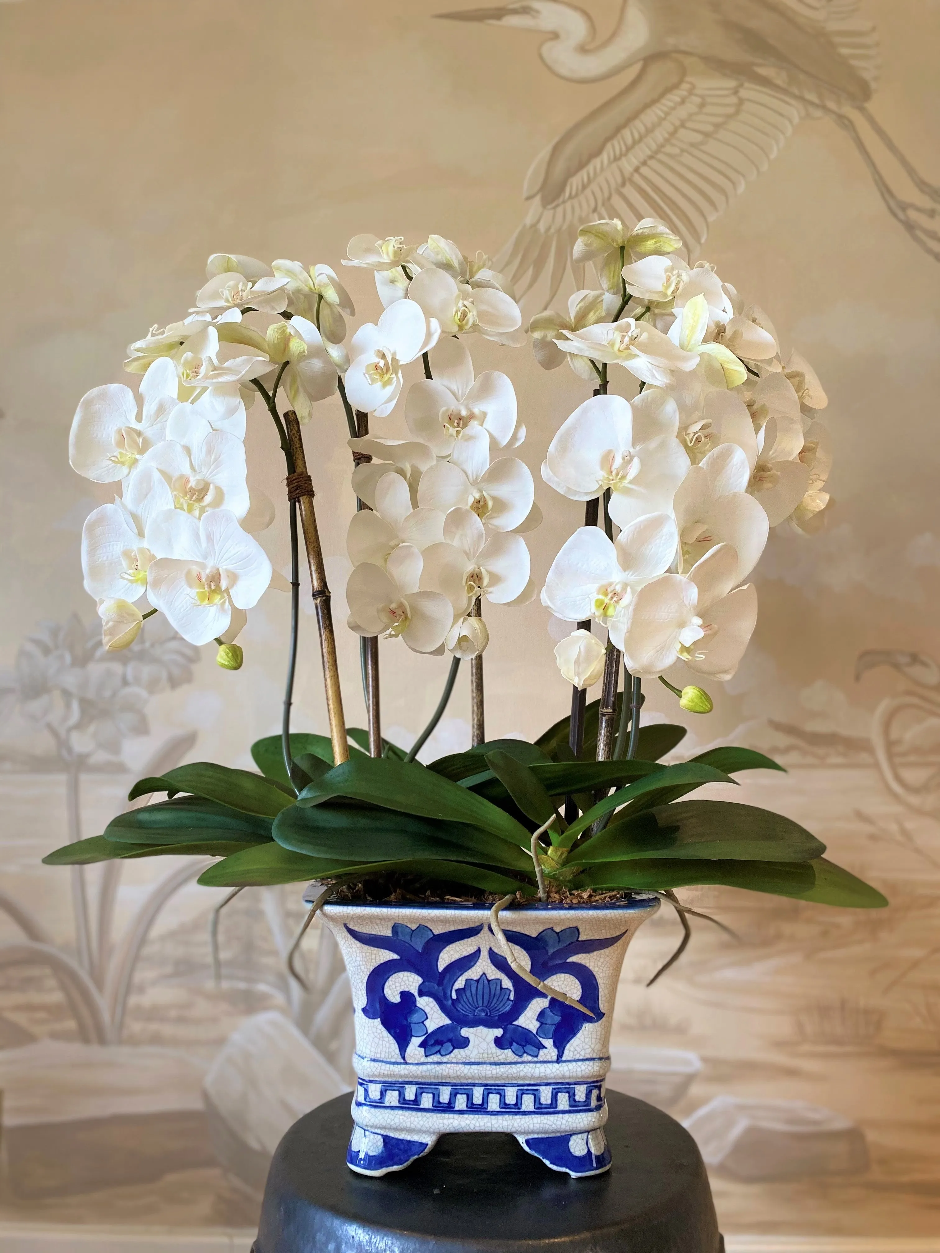 Phalaenopsis Orchid x5 in Blue & White Vase 32"H