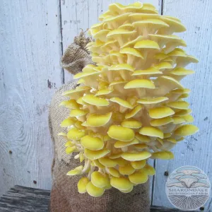 Shroom Bloom Mushroom Grow Kit
