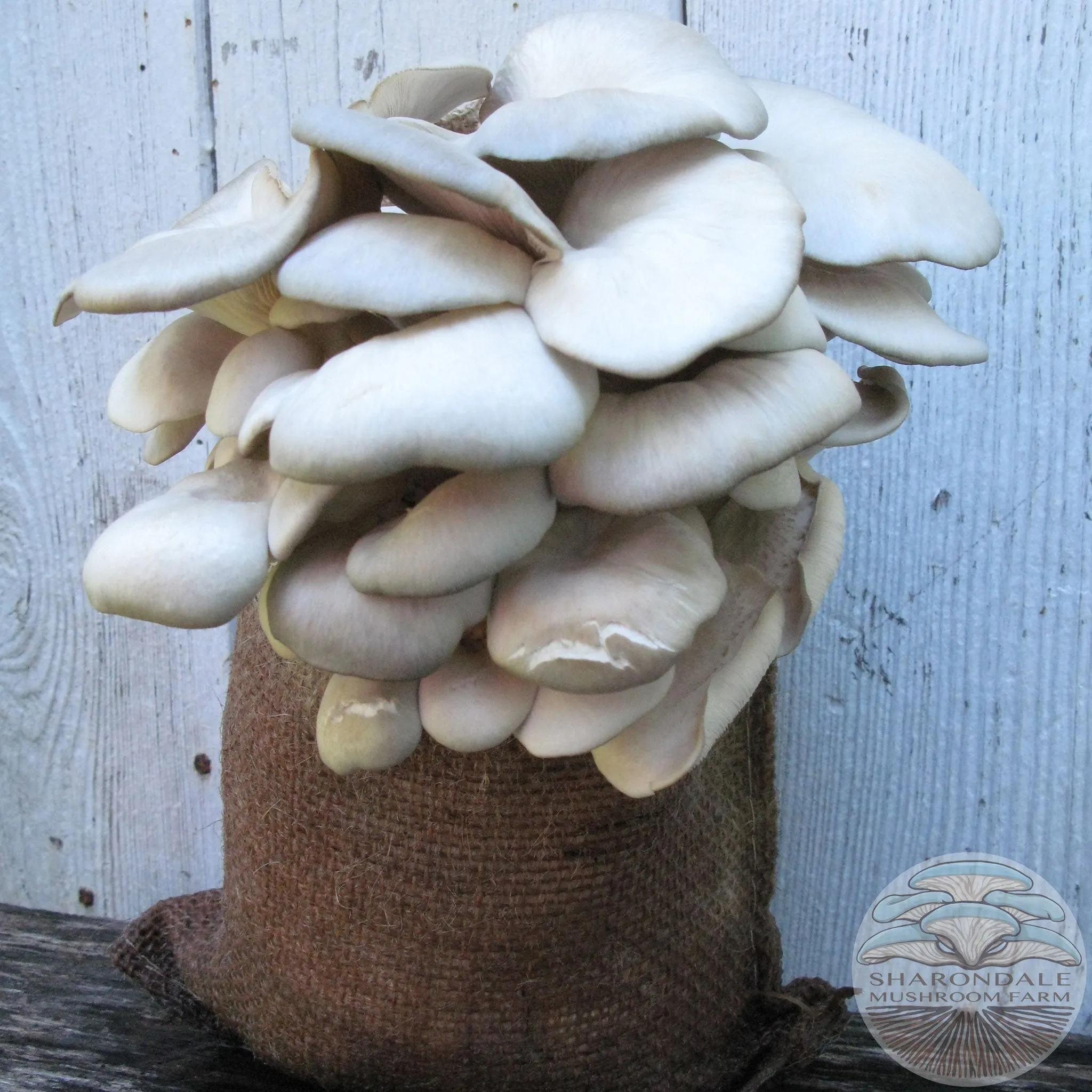 Shroom Bloom Mushroom Grow Kit
